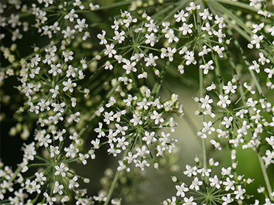 お出かけ先で注意すべき動植物：ドクゼリ（日本三大有毒植物）