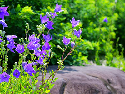 お出かけ先で注意すべき動植物：キキョウ