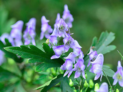 お出かけ先で注意すべき動植物：トリカブト（日本三大有毒植物）