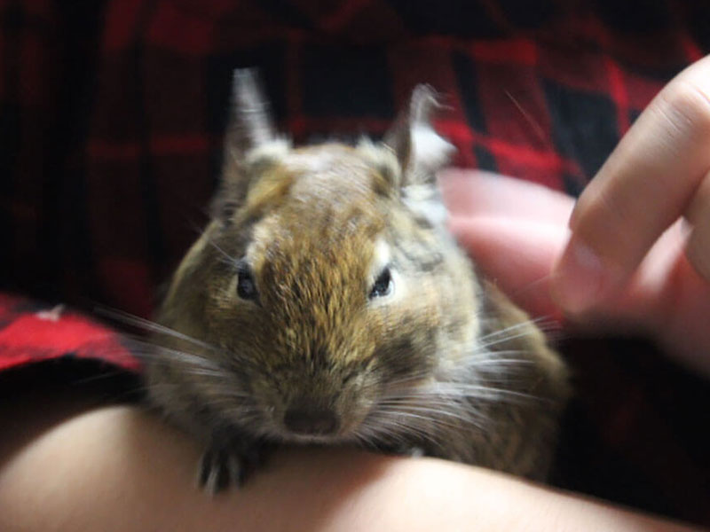 【小動物図鑑】デグーの生態・特徴・飼い方について知ろう