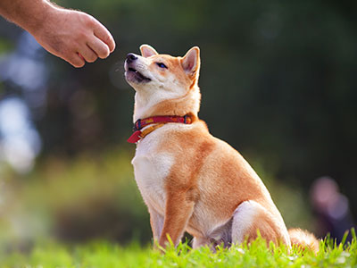 ダブルコート犬種