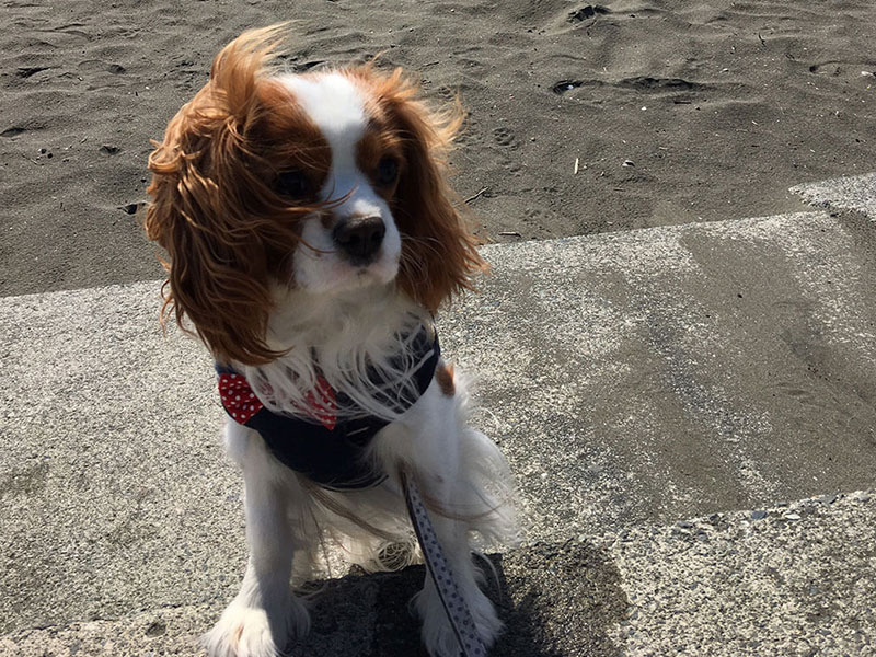 キャバリア・キング・チャールズ・スパニエルの歴史