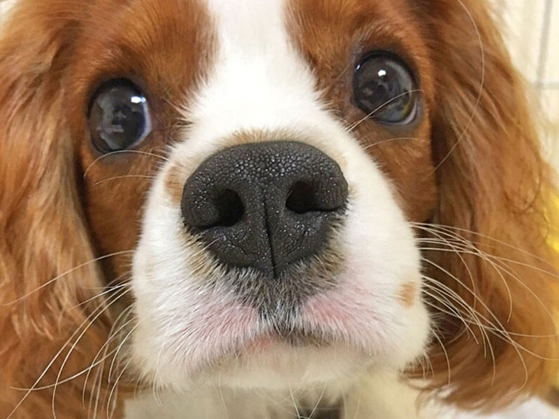 キャバリア・キング・チャールズ・スパニエルの性格と特徴