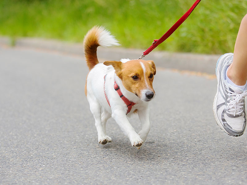 愛犬の様子を見ながら必要なお散歩の量を知ろう