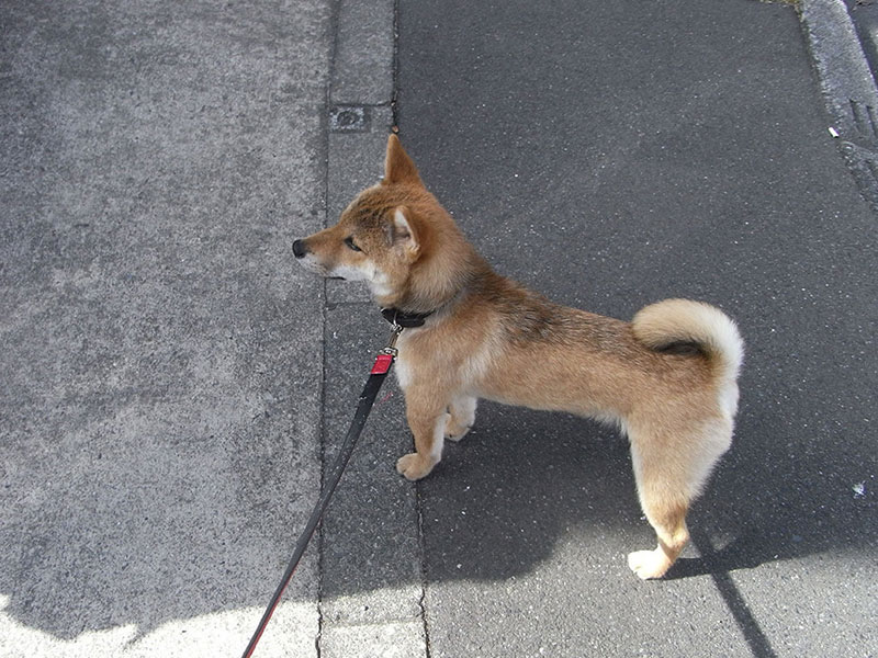 うちの柴犬は保護施設出身