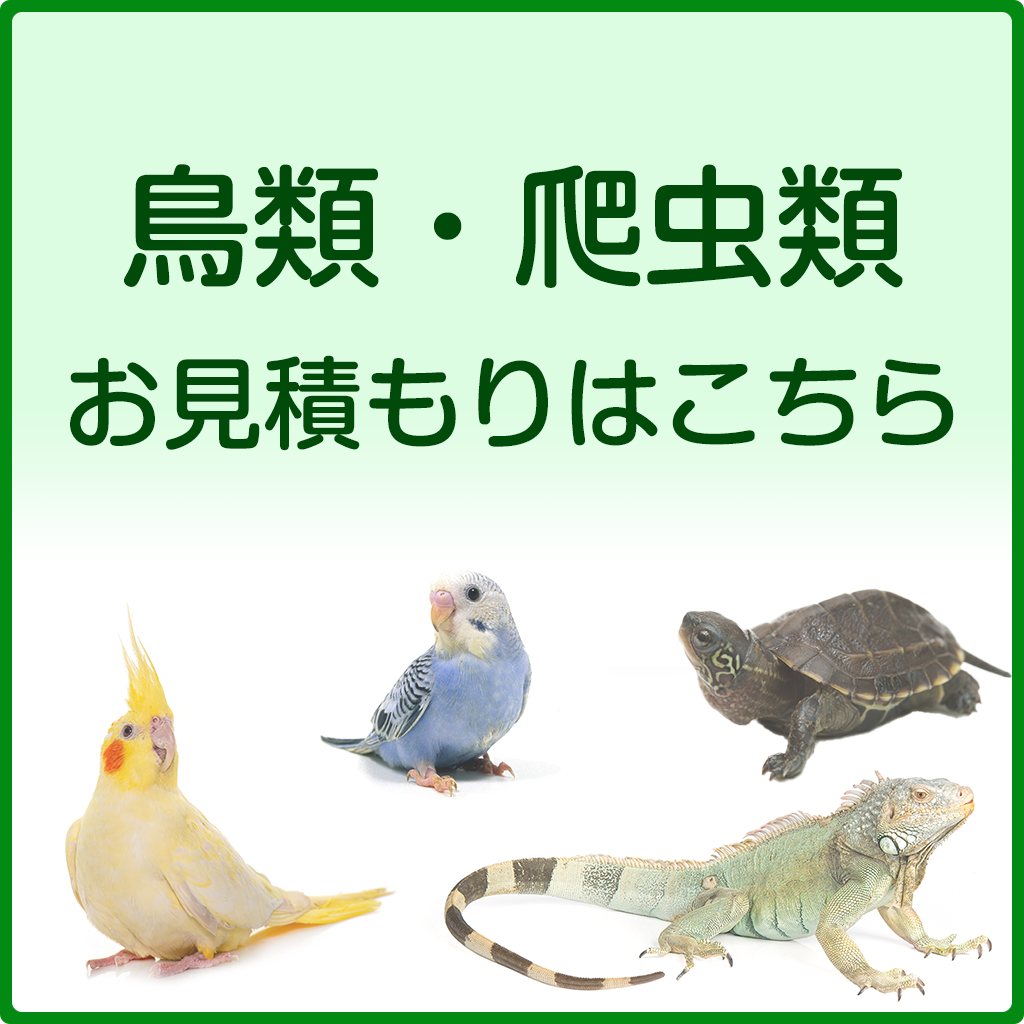 鳥、爬虫類プランのお見積もり