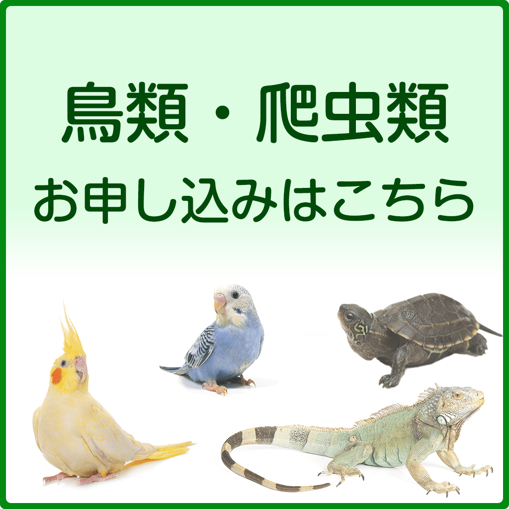 鳥類、爬虫類プランお申込み